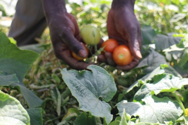 Renforcement de la sécurité alimentaire et nutritionnelle des populations rurales des régions du Plateau Central